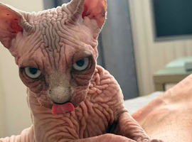 Beautiful Blue-Eyed Cream/Lilac Sphynx Girl &ndash; TICA Registered