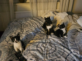 Kittens for a good home