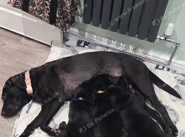 Black labrador puppies