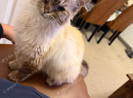 Gorgeous Ragdoll 7 Years Old Girl Vet Chkd an Vaccinated