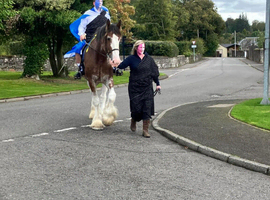Sadly for sale...Buddy 18hh 9yo Registered Clydesdale by Carnaff Chancellor