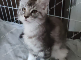 Stunning Russian bloodline kittens