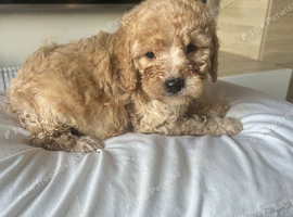 Adorable Cavapoo puppies