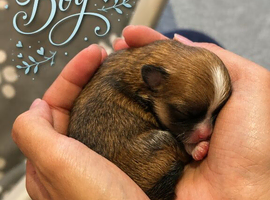 Beautiful Pomeranian Puppies Available for Pre-Reservation