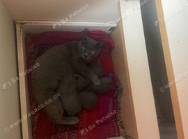 grey kittens