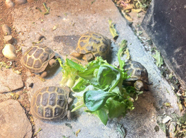 3 baby tortoises for sale!