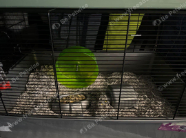 Two male hamsters & cages free