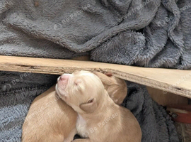 Stunning litter cocker spaniels