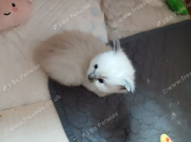 1 stunning boy Ragdoll