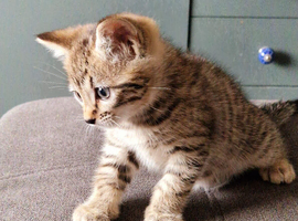 Gorgeous Bengal Kitten