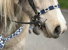 Dun and white cob mare 14.2