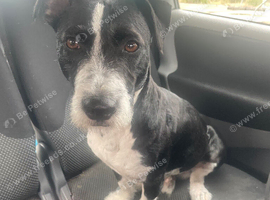 Patterjack milo