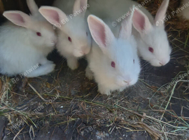 New Zealand white, 2 female, reduced to find a home.