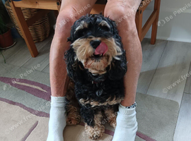 Cockapoo girl