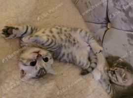 Scottish fold/straight kittens