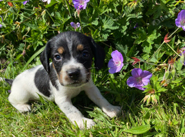 Beautiful beagle x cocker spaniel pups