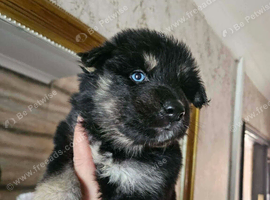 German shepherd x Siberian husky puppies