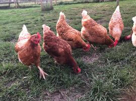 10 month old Lohmann brown chickens