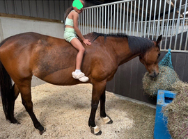 15hh TB Mare