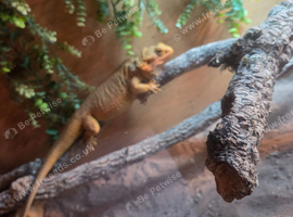 Bearded dragon and enclosure