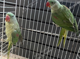 BABY ALEXANDRINE PARROTS
