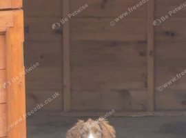 Cocker spaniel puppy