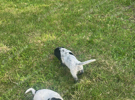 Sprocker Puppies For Sale