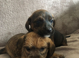 Jack Russell puppies