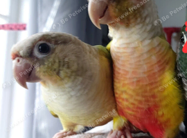 Pineapple Conure and Torquise conure for sale