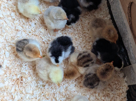 Beautiful day old pekin bantam chicks