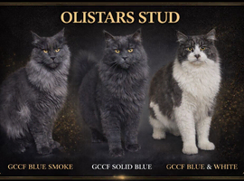 Selection of males available at stud