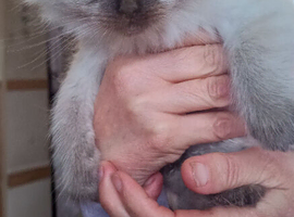 Ragdoll kittens
