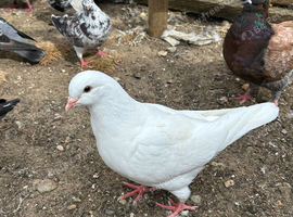 King Pigeons for Sale in Harlow