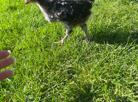 Nice friendly farm yard mix rooster free to a good home