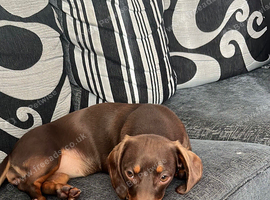 7 months old Dachshund chocolate tan