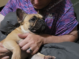 French bulldog