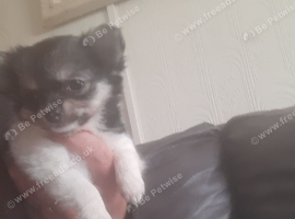 Female pup