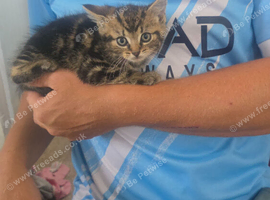 Kittens