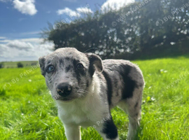 2 Blue Merle Bitch pups