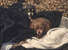 Chihuahua stud wanted