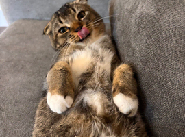 SCOTTISH FOLD 4MONTHS