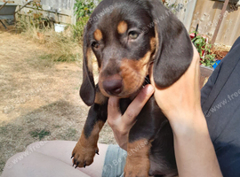 Miniature Wire Haired Dachshund puppies for sale