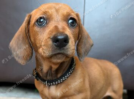 Dachund puppies