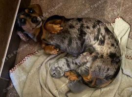 Miniature dachshund Kc reg