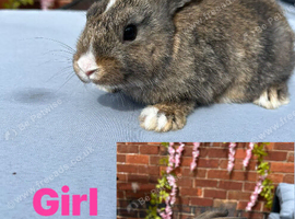 Mini Lop rabbits