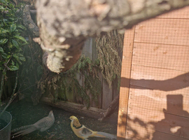 Yellow golden pheasants
