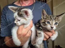 2 male kittens