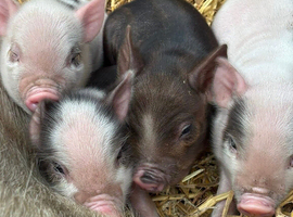 juliana pigs