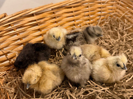 Silkie hatching eggs (mixed colours)