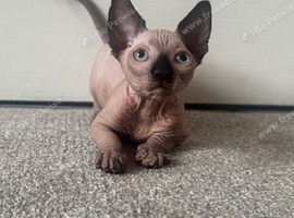 *REDUCED* Canadian Sphynx girl
